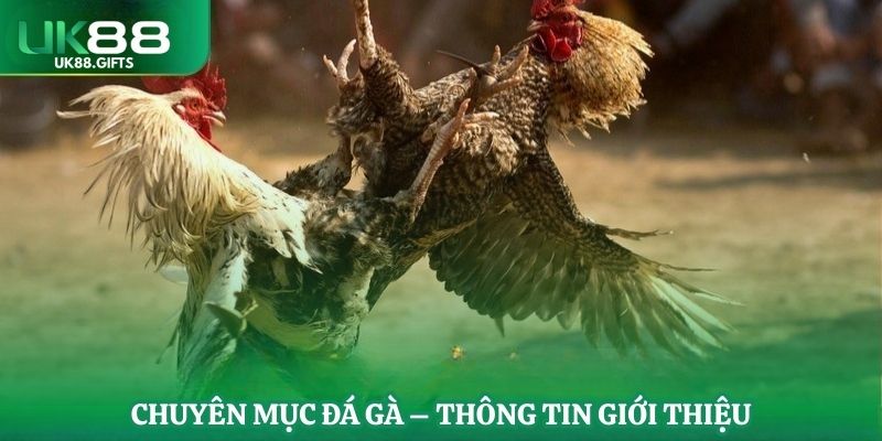 Chuyên mục đá gà - Thông tin giới thiệu