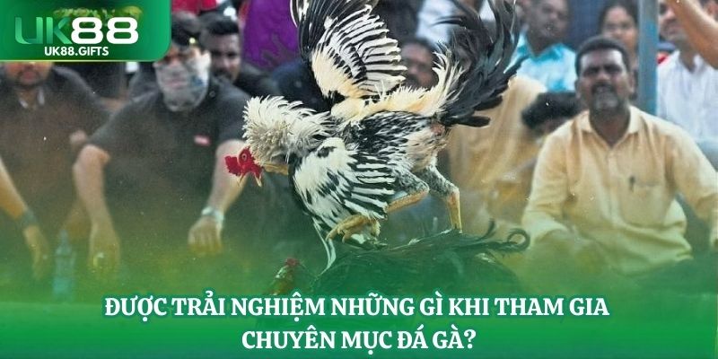 Được trải nghiệm những gì khi tham gia chuyên mục đá gà?