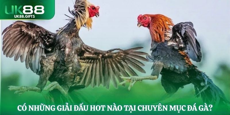Có những giải đấu hot nào tại chuyên mục đá gà?
