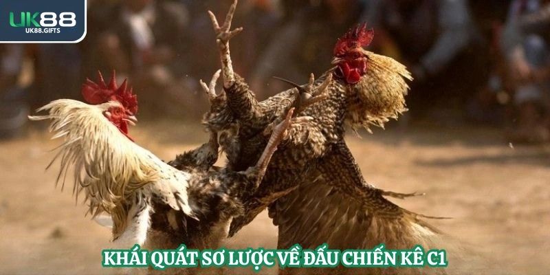 Khái quát sơ lược về đấu chiến kê C1