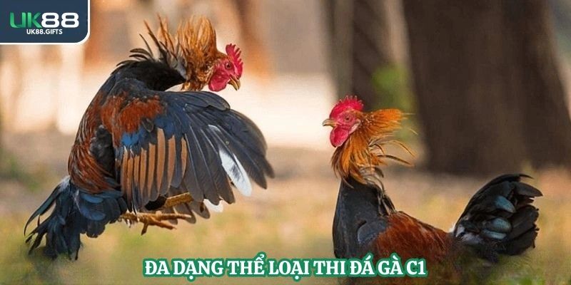 Đa dạng thể loại thi đá gà C1