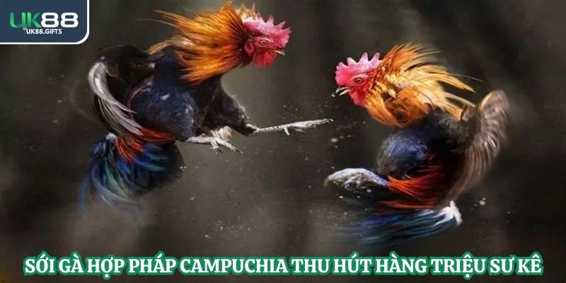 Sới gà hợp pháp Campuchia thu hút hàng triệu sư kê