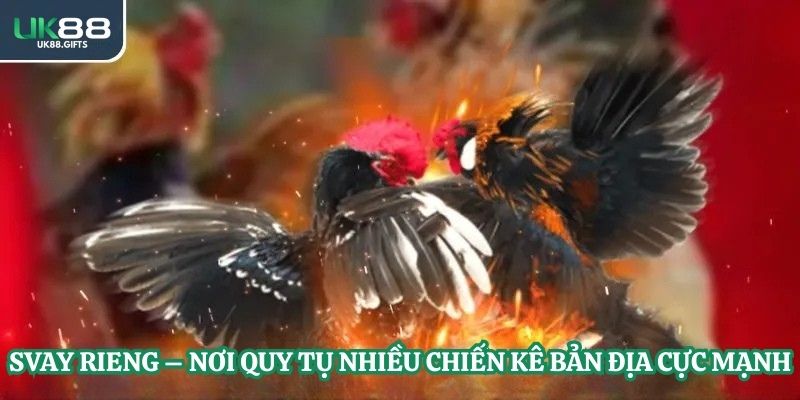 Svay Rieng - Nơi quy tụ nhiều chiến kê bản địa cực mạnh