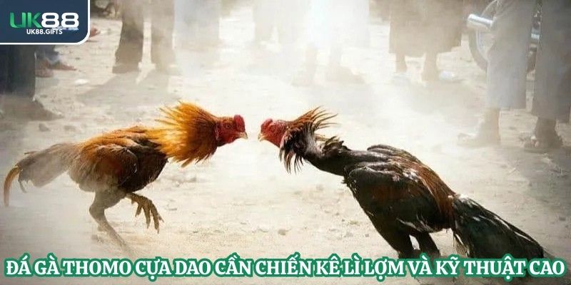 Đá gà Thomo cựa dao cần chiến kê lì lợm và kỹ thuật cao